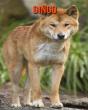 Dingo - Preview