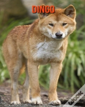 Capa do artigo Dingo