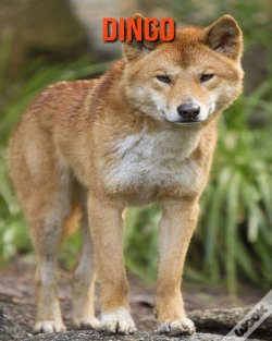 Capa do artigo Dingo