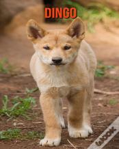 Dingo
