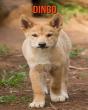 Dingo - Preview