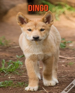 Capa do artigo Dingo