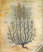 Capa do artigo Dioscórides (Acerca De La Materia Medicinal)