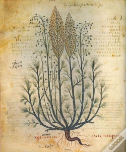 Capa do artigo Dioscórides (Acerca De La Materia Medicinal)