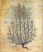 Dioscórides (Acerca De La Materia Medicinal) - Preview