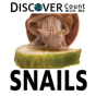 Discover Snails - Preview