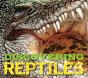 Discovering Reptiles - Preview