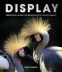 Display - Preview
