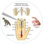 Disque De Reflexologie - Preview