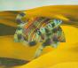 Django Django - CD - Preview