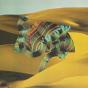 Django Django - CD - Preview