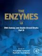 Dna Damage And Double Strand Breaks Part B - Preview