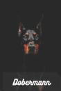 Dobermann - Preview