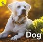 Dog - Preview