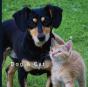 Dog & Cat - Preview