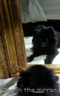 Dog In The Mirror Pomeranian - Preview