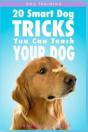 Dog Training - Preview