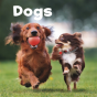 Dogs - Preview