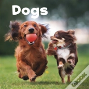 Capa do artigo Dogs