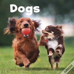 Capa do artigo Dogs
