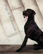 Dogs Of Melbourne - Preview