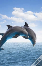 Capa do artigo Dolphins Blank Journal