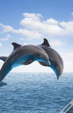 Capa do artigo Dolphins Blank Journal