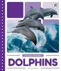 Dolphins - Preview