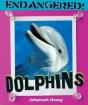 Dolphins - Preview