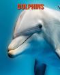 Dolphins - Preview