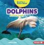 Dolphins - Preview