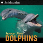 Dolphins - Preview