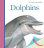 Dolphins - Preview