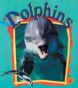 Dolphins - Preview