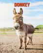 Donkey - Preview