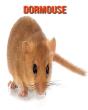 Dormouse - Preview