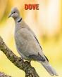 Dove - Preview