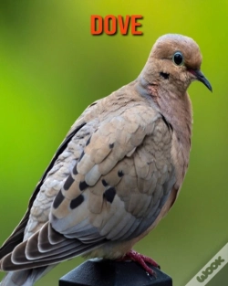 Capa do artigo Dove