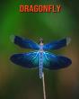 Dragonfly - Preview