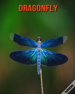 Capa do artigo Dragonfly