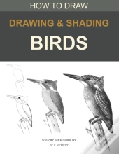 Drawing And Shading Birds: How To Draw