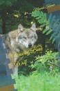 Drawing Book Wolf - Preview