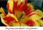 Du Jaune Pour Fleurir Vos Journees Calendrier Mural 2018 Din A3 Horizontal - Preview