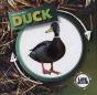 Duck - Preview