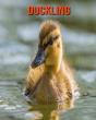 Duckling - Preview