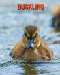 Duckling - Preview