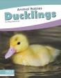 Ducklings - Preview