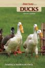 Ducks - Preview