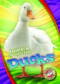 Ducks - Preview