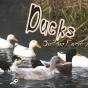 Ducks On The Farm - Preview